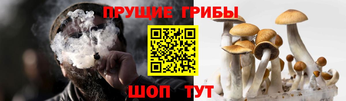 Галлюциногенные грибы Psilocybine cubensis Архангельск